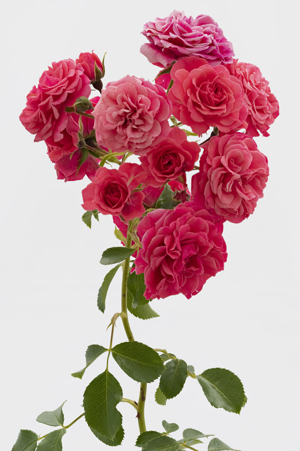 Pierre Joseph pierre joseph/redoute/Choix Roses/ADAnirar-Happy Harmonie-ADAM.jpg